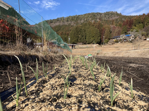 【農薬・化学肥料不使用】　にんにく２ｋｇ　Ｍサイズ（300円／100ｇ）令和６年岐阜県産