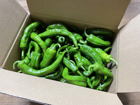 京都山城産　万願寺とうがらし　約1kg