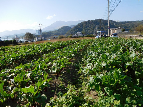 食べる輸血！ビーツパウダー20g×1袋（お試しサイズ、大分県産、栽培期間中農薬・化学肥料不使用、メール便発送）