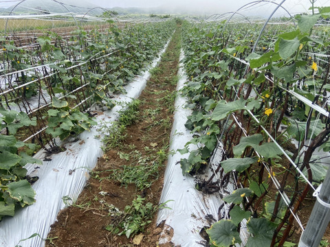 新鮮四葉きゅうり！4.8kg 長崎県産
