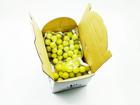 シャインマスカット 約1kg（2-3房）※信州の環境にやさしい農産物50％節減（長野県認証）2023