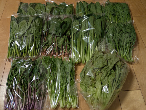 【農家の食卓からお裾分け】食卓に彩りを✨冬の映え！サラダ野菜４種🥗＋万能葉物２種詰合せ📦