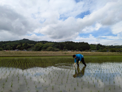 【令和7年新米】特別栽培米ひとめぼれ玄米10キロ
