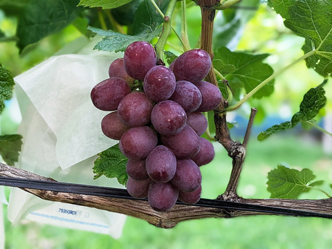 果実の女王、ルビーの輝き【プレミアムギフト】クイーンルージュ®約500g×3房　合計約1.5kg　※長野県認証/農薬節減栽培（信州の環境にやさしい農産物認証）【冬ギフト】