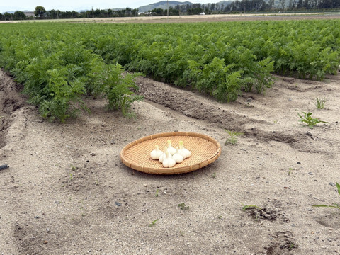 採れたて新鮮！鳥取大山の麓　にんにく100g！　女性のパワーで大地を彩る