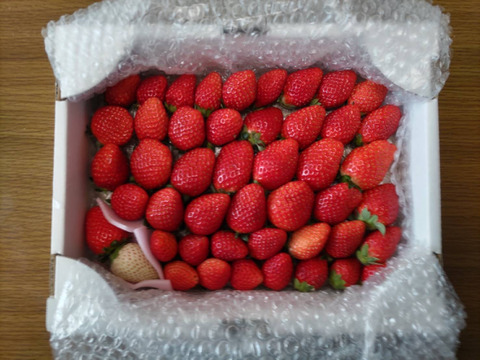 トクトク🍓いちごの宝石箱 朝摘み完熟❤️酵素栽培のこだわりいちご (２〜３月発送) 【いちご 食べ比べ】：栃木県産のとちおとめ｜食べチョク｜産地直送(産直)お取り寄せ通販 - 農家・漁師から旬の食材を直送