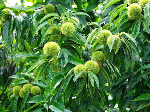 【大人気品種】ぽろたん栗２ｋｇ 大小混合サイズ  農薬不使用 自然栽培 四万十産