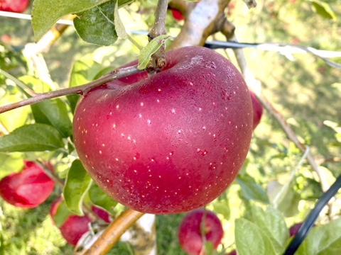 【2026年予約】『シナノホッペ』家庭用　甘くて硬い！ほっぺが落ちる美味しさ♡3kg