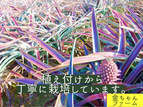 【豊潤極甘】黄金のパイン『ゴールドバレル』2玉（約2.0kg)