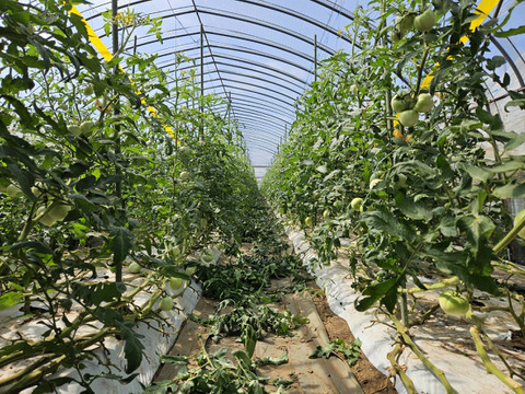 おいしさと環境配慮のハーモニ―『The夏秋とまと』(夏/青-ピンク/A品/4キロ前後)