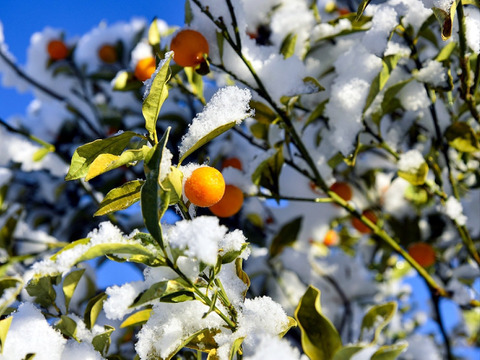 【加工用】南国土佐 完熟金柑お試し１ｋｇ 大小混合サイズ 農薬不使用 自然栽培 四万十産