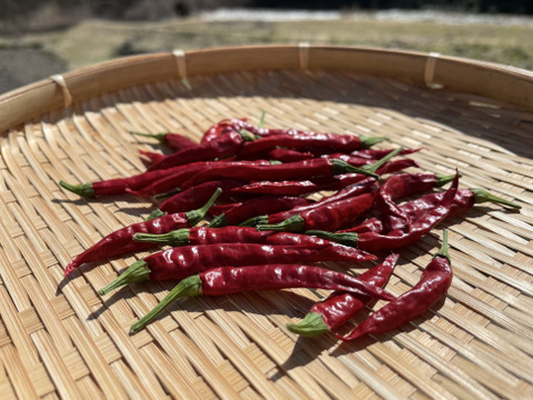 ぴりっと辛い◎山のトウガラシ10g×4袋◎農薬・化学肥料不使用
