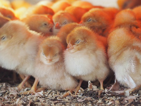 【20個入】レモン色の黄身！昔ながらの美味しい「平飼い卵」