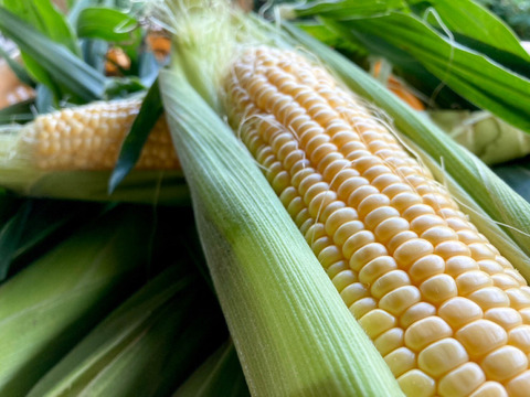 濃厚じゅわっ！朝採り【ゴールドラッシュ】/ 12本