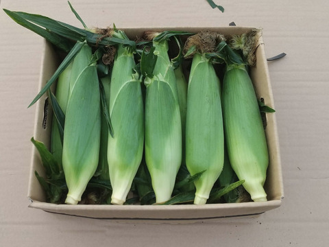 【夏ギフト】高糖度！2品種食べ比べ とうもろこしセット9.5kg