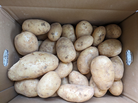 沖永良部島産新じゃがいも　５キロ