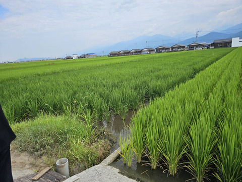 2025年 新米！ 愛媛県産 コシヒカリ  5kg　5,250円