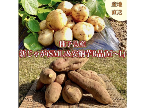 【期間限定】種子島産 新じゃが(S・M・L)＆熟成安納芋B品(M〜Lサイズ)｜合計 4kg 旬の味わいセット🍠🥔