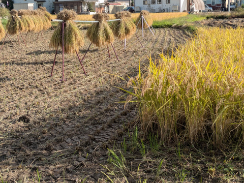 12月29日〜30日発送予定　プチプチ搗き立て玄米餅　1キロ