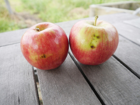 訳ありご家庭用🍎低農薬で皮ごと食べられる青森りんご「未希ライフ」10kg