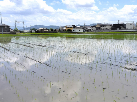 《農薬不使用・肥料除草剤不使用》お日さまたっぷりのお米『日本晴』【白米】5kg・2025年和歌山県産