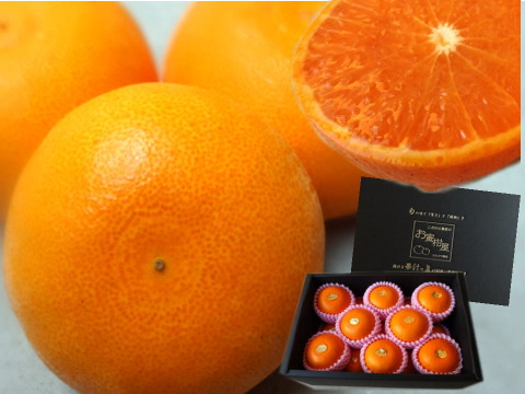 大感動！樹上じっくり完熟させた甘～い大トロせとか！とろける甘さと上品な味わい！本物の美味しさ！当園オリジナル有機肥料で高糖度果実生産を実現！「木熟せとか」厳選プレミアム　約２．８ｋｇ【402】