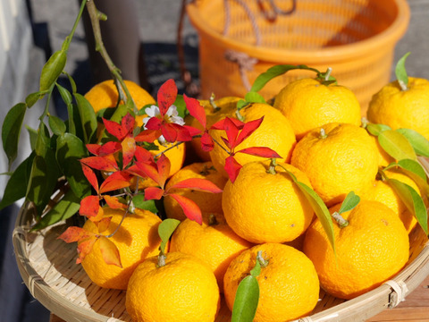 自然栽培！奈良県山添の『ゆず』6kg 42-45個