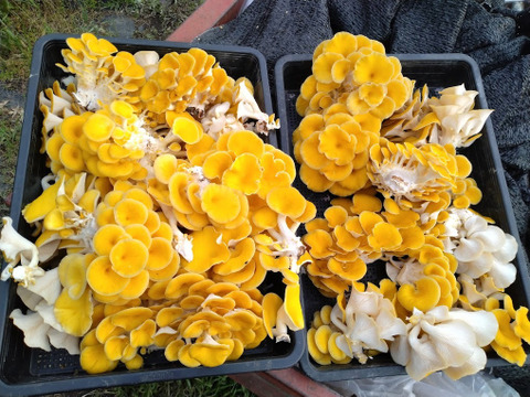 丸太栽培　原木タモギタケ