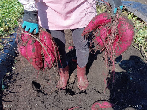【まるでスイーツ！な絶品やきいも】カーボン釜で焼いた濃密な甘さ！自家栽培シルクスイートの焼き芋 クール冷蔵便でお届け