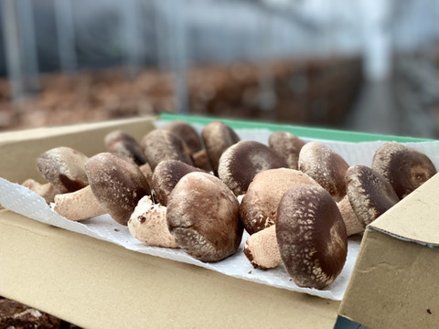 食べて満足！安八超水しいたけ500g