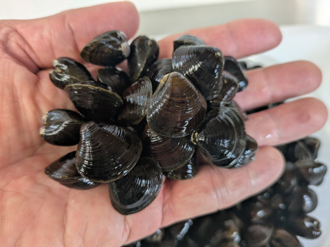『とれたて新鮮』十三湖産大和しじみ　中サイズ500ｇ×2Ｐ