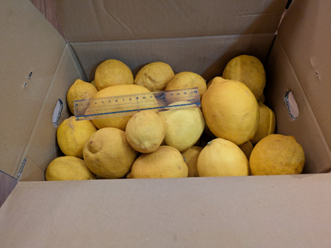 【数量限定】訳あり家庭用「レモン」　5㎏