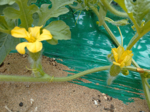 皮のふちまでシャリシャリ甘い！にしまるスイカ(小玉西瓜)　２玉入り(約４kg以上)