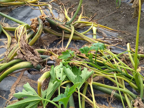 【1口500円版】令和5年7月大雨による浸水害　被災生産者応援チケット （※商品の発送はありません）