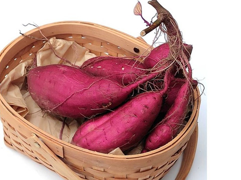 掘りたて　蔓つき紅はるか　飾って楽しみ、甘くなったら焼き芋に　 4.5kg