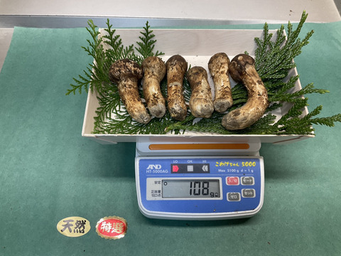 秋の味覚の王様】松茸/マツタケ/まつたけ/純国産/つぼみコロ/108g【御