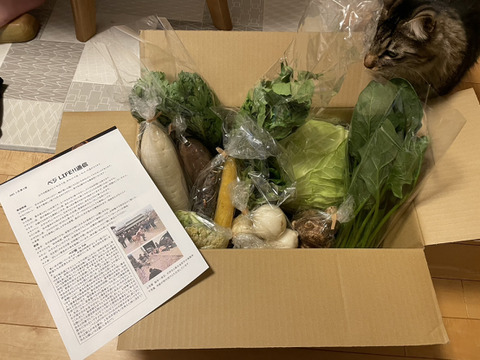 Lサイズ ＊旬野菜セット(約10~11品)【農薬：栽培期間中不使用