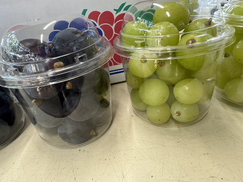 【訳あり】藤稔・紅義・白峰・シャイン マスカット・粒パック300ｇ×4個（藤稔×1・紅義×1・白峰×1・シャインマスカット×1）