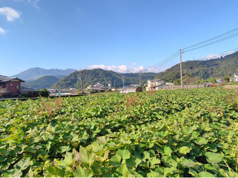 【訳あり品】冷凍焼き芋1.4kg（大分県産自然栽培べにはるか使用・冷凍便）