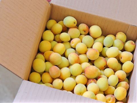 【梅干し用】完熟南高梅３ｋｇ ２Ｌサイズ以上 農薬不使用 自然栽培 四万十産