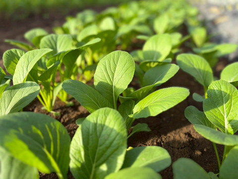 信州産朝採れ！おまかせ旬の野菜セットC