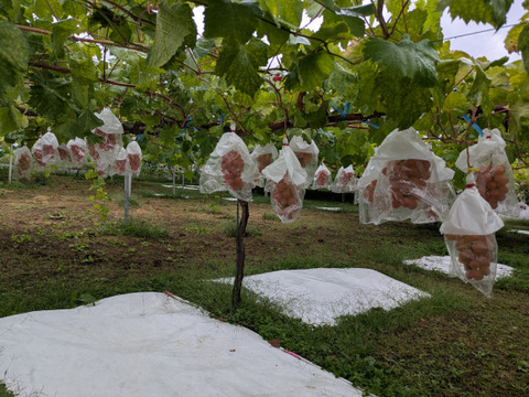 「牧丘天空ブランド山梨オリジナル品種サンシャインレッド約1kg