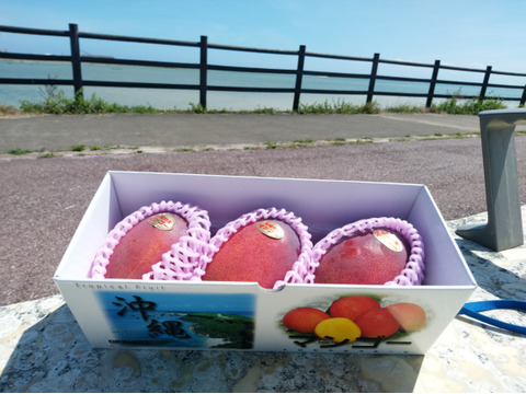 【夏ギフト】沖縄県産マンゴー1キロ（2～3個入り）化粧箱入り【熨斗対応可】