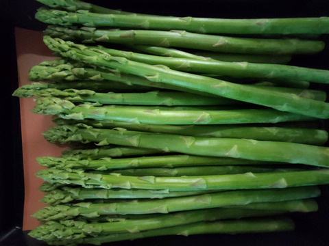 【峯村農園直送】朝採れ新鮮！春アスパラ、訳ありＢ級品約1.2㎏(M～2Lサイズ）