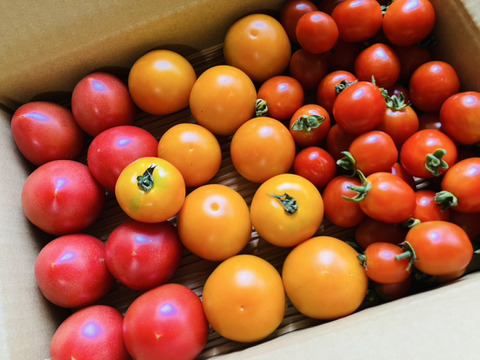 お試し♪【本当に美味しい🍅】自然栽培！わたなべ農場トマト3品種♪