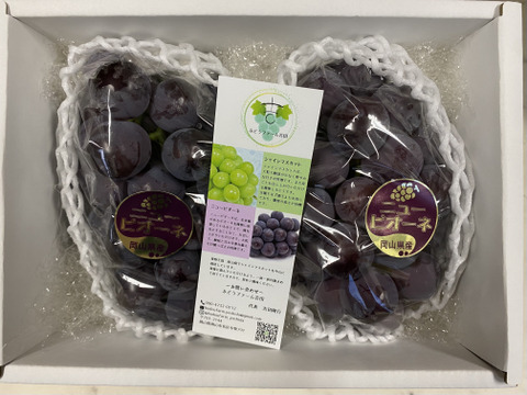 【赤秀】朝採れピオーネ｜農家直送1.0kg（500g×2）