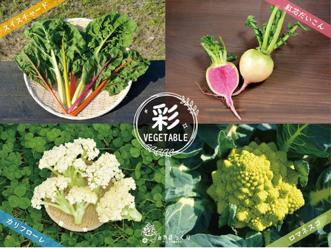 《ベジコレ》淡路島産島のトレンド野菜コレクション!!　お任せセット　-100サイズ-