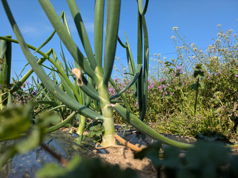 【栽培期間中農薬不使用】〜超極早生・浜笑〜春の葉付き玉ねぎ2キロ