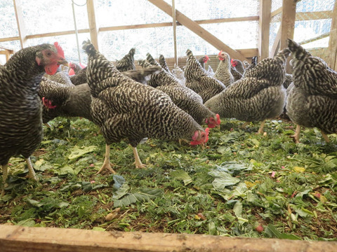 春はたまごの旬の季節！プリプリのはらっぱたまご10個入×３