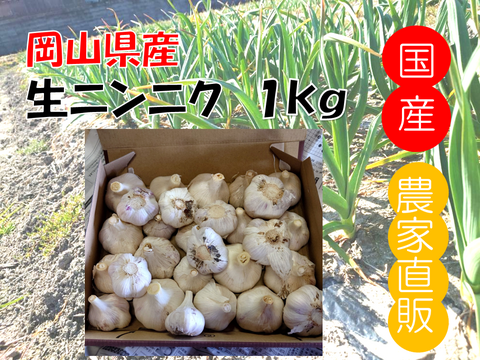 春しか食べれない！岡山県産『生ニンニク』１kg